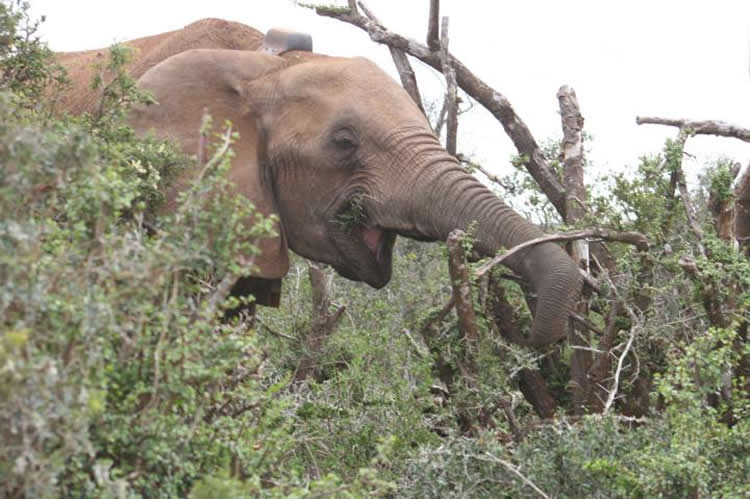 Image shows an elephant wearing a sleep tracker.