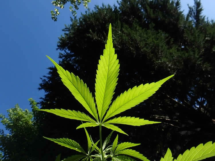 Image shows a marijuana leaf.