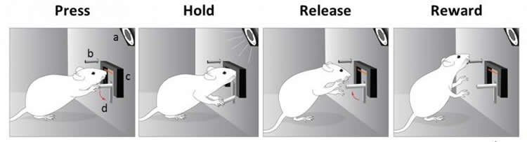 Image shows mouse flipping a switch.
