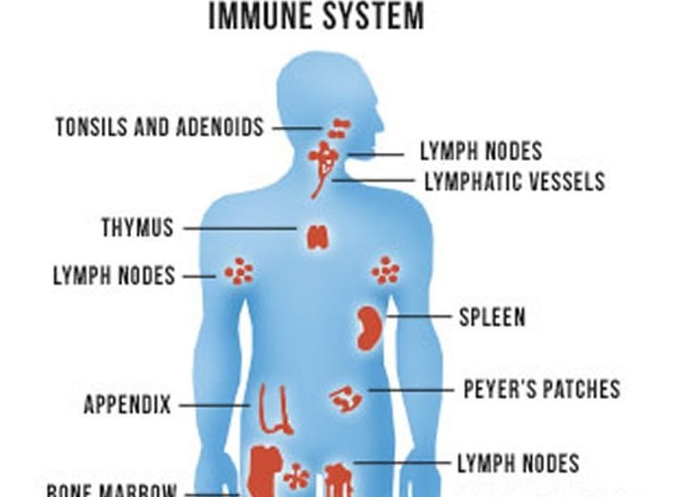 Image shows a diagram of organs of the immune system.