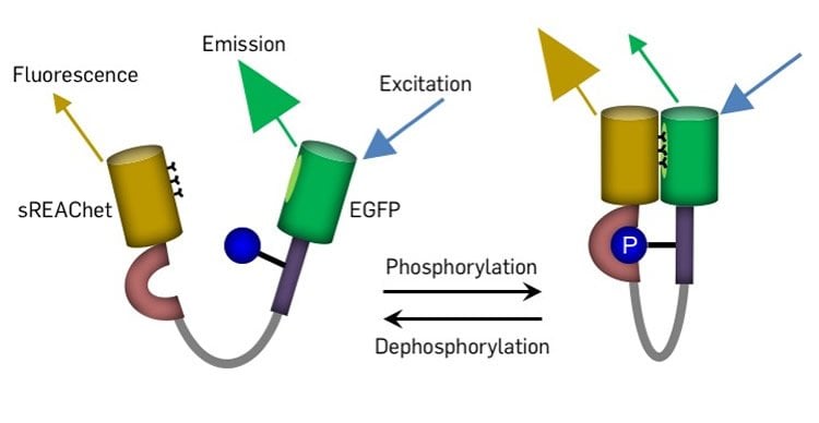 Image shows a schematic representation of FRET-based ERK sensor.