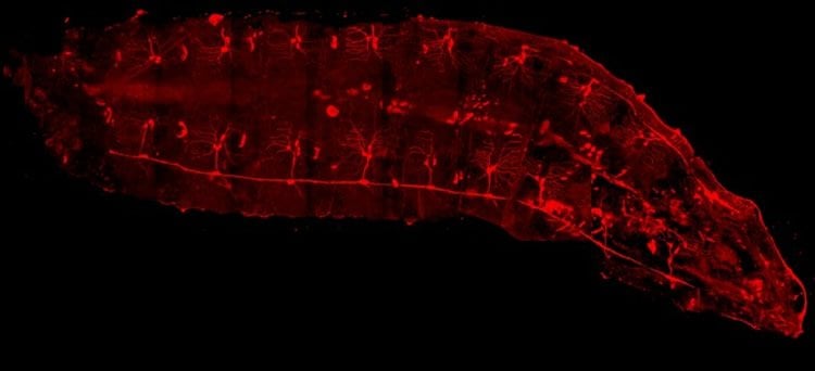 Image shows sensory neurons in a Drosophila larva.