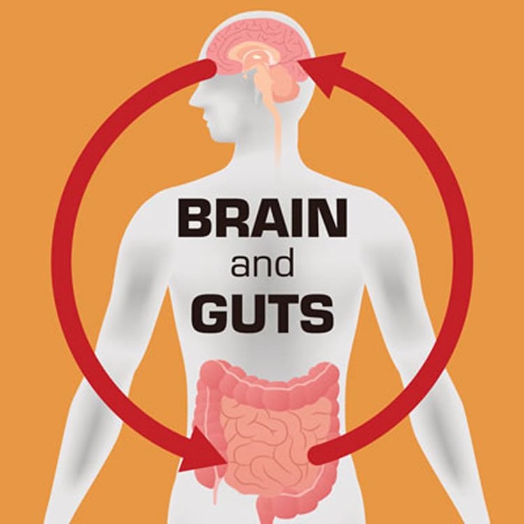 Image shows a diagram of the gut brain axis.