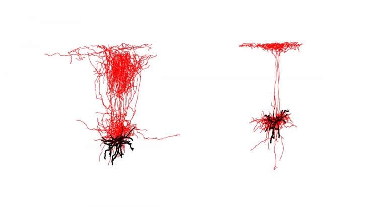 Image shows Sst interneurons.