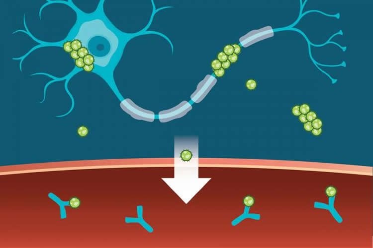 Image shows a diagram of a neuron and tau.