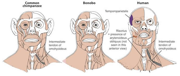 Image shows the similarities between human, bonobo and chimp heads.