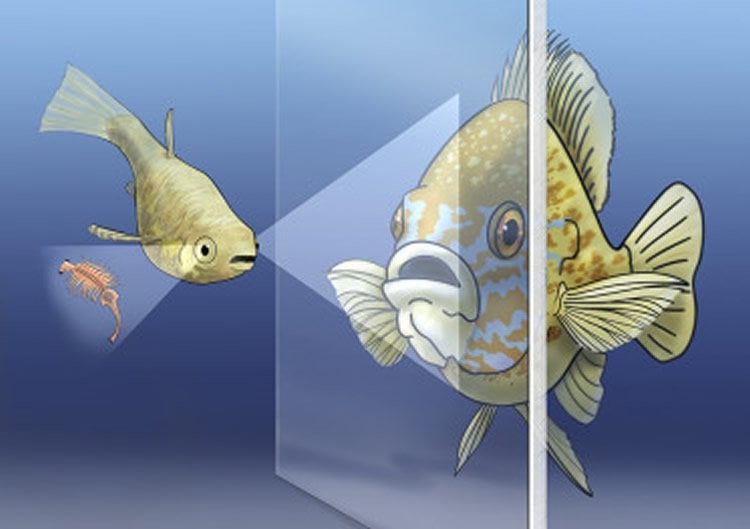 Image shows two fish.