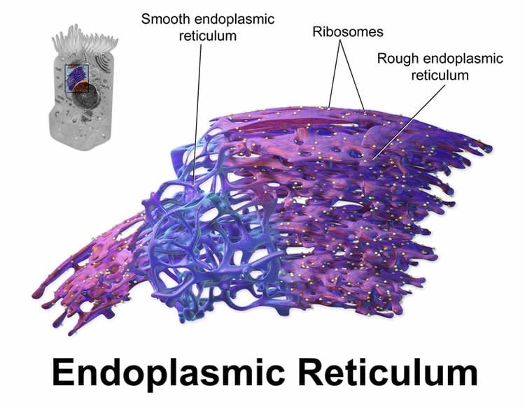 Image shows a diagram of the endoplasmic reticulum.