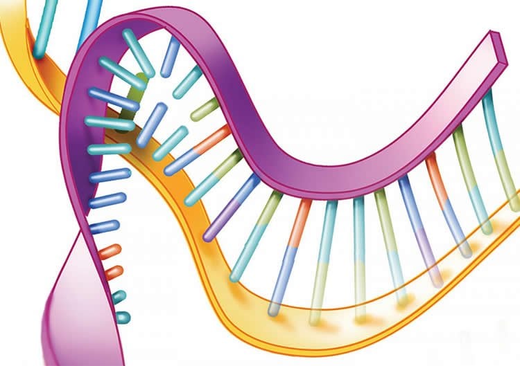 Image shows dna.