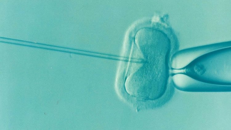 Image shows a human egg being artificially fertilized.