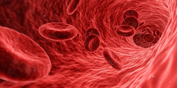 Image shows a drawing of blood cells.