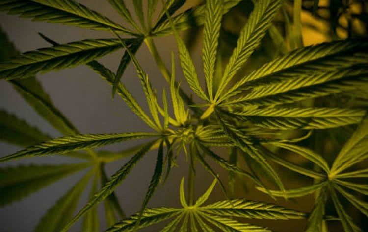 Image shows cannabis leaves.