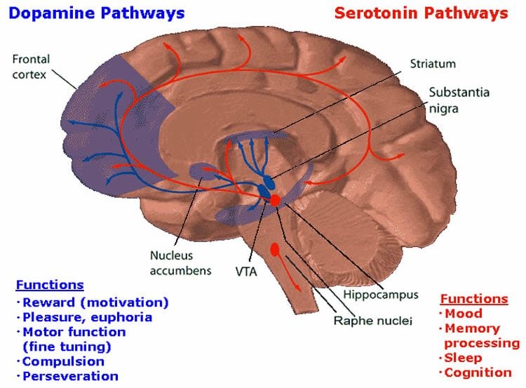 Image shows the reward system in the brain.