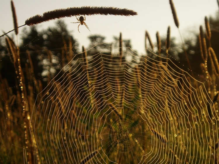 Image shows a spider in its web.