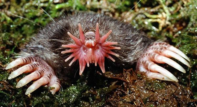 Image shows a star nosed mole.