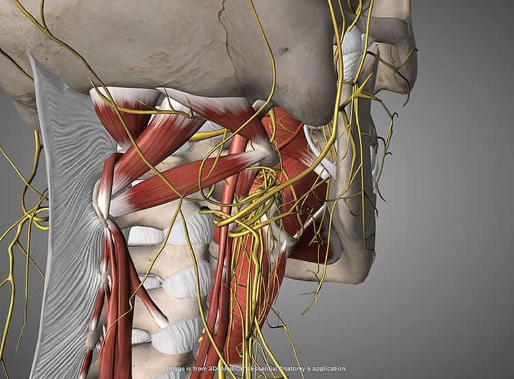 Image shows the vagus nerve.