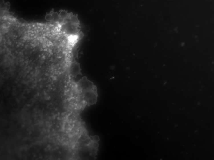 Image shows vesocles being released by astrocytes.