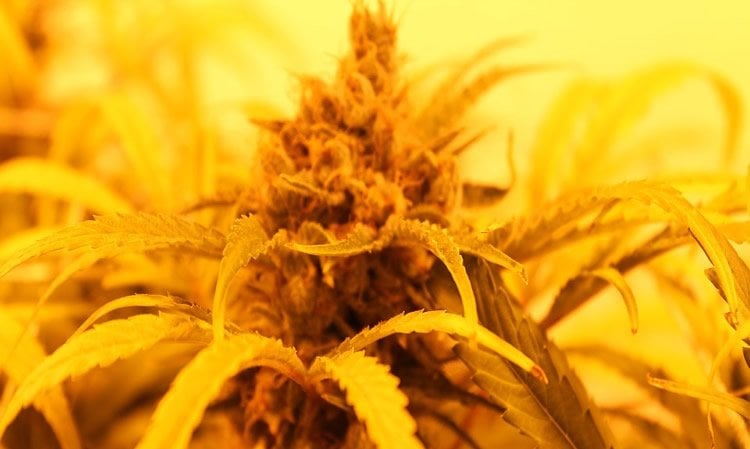 Image shows a cannabis plant.