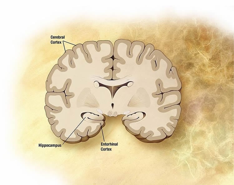 Image shows the location of the entorhinal cortex in the human brain.