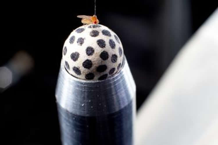 Image shows a fly on a ball.