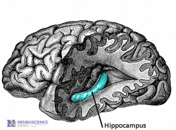 Image shows the location of the hippocampus in the human brain.