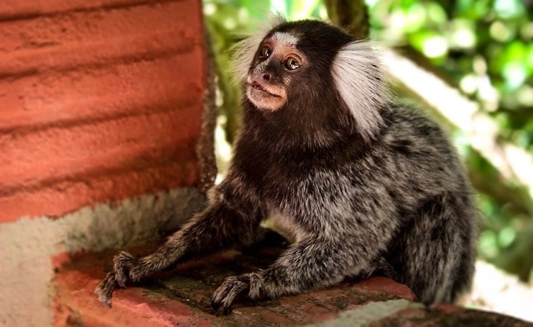 Image shows a marmoset monkey.