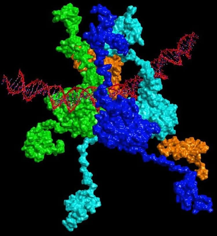 Image shows the p53 protein.