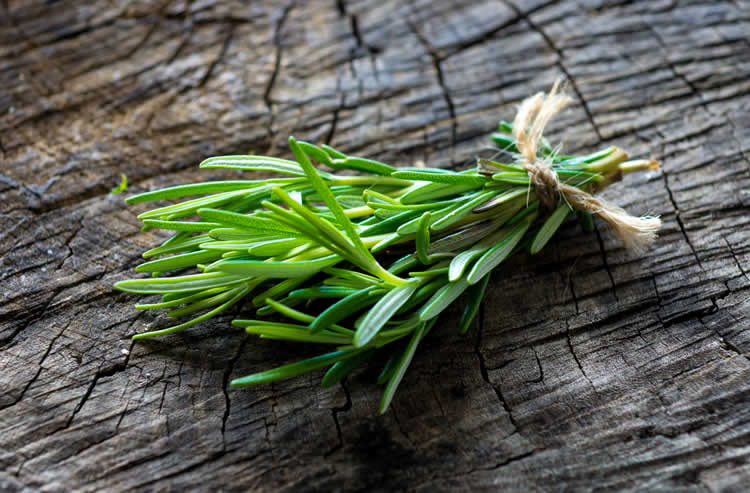 Image shows a sprig of rosemary.
