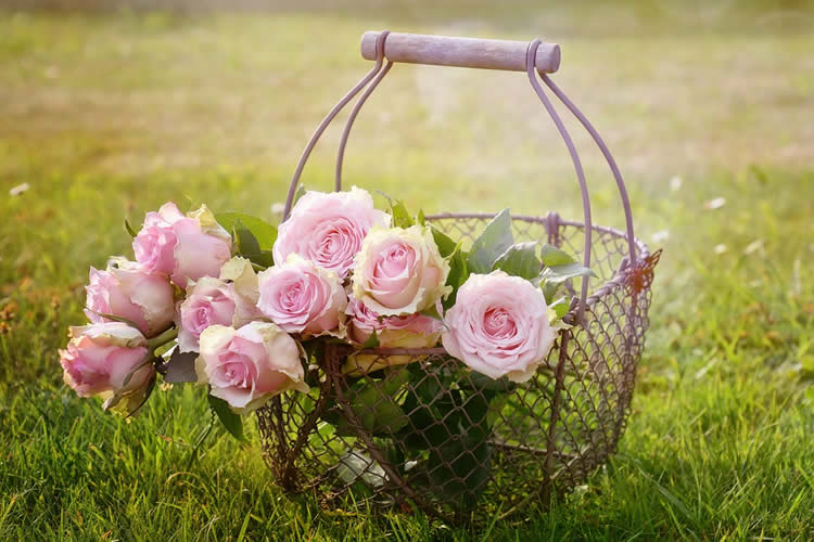 Image shows a basket of roses.