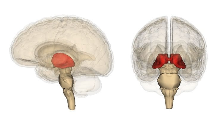 Image shows the location of the thalamus in the human brain.