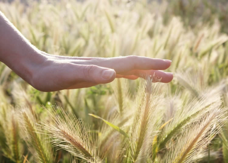 Image shows a hand touching grass.