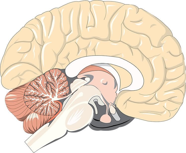 Image shows a cartoon of a brain.