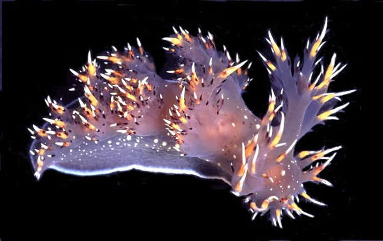 Image shows a Giant Nudibranch.