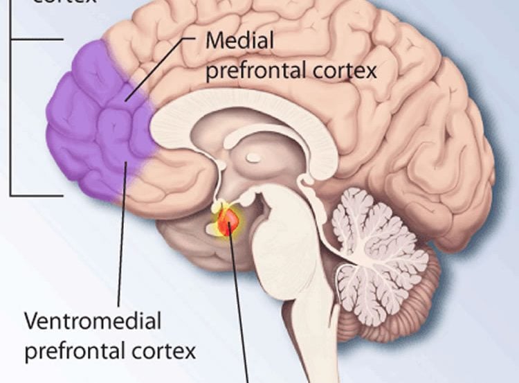 Image shows the location of the prefrontal cortex in the brain.
