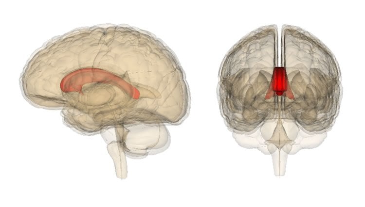 Image shows the location of the corpus callosum in the brain.