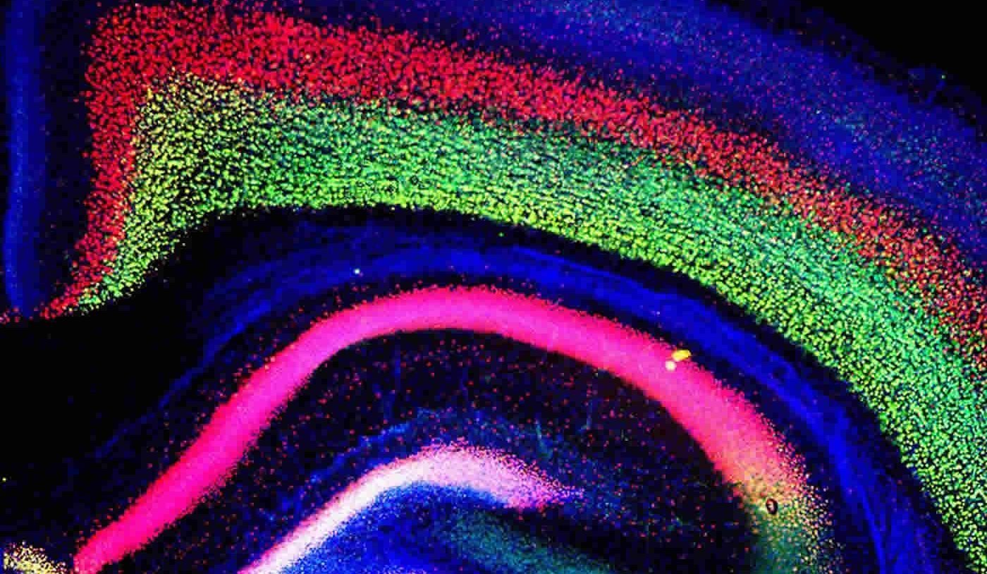 Image shows a mouse cortex.