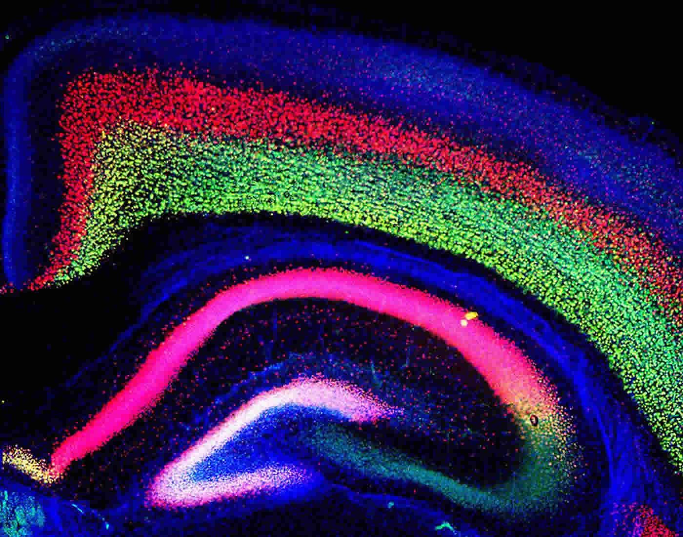 Image shows a mouse cortex.