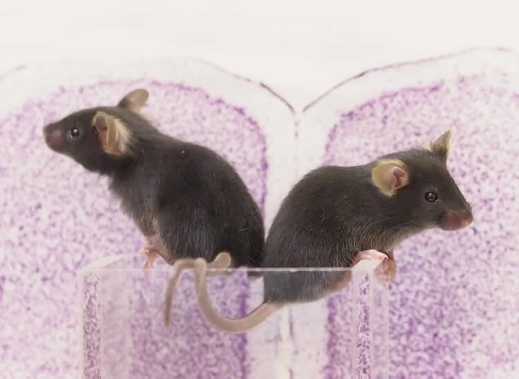 Image shows mice and a prefrontal cortex slice.