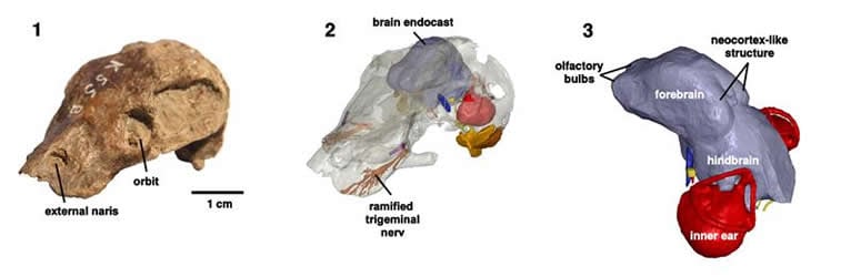 Image shows the skull of Kawingasaurus.