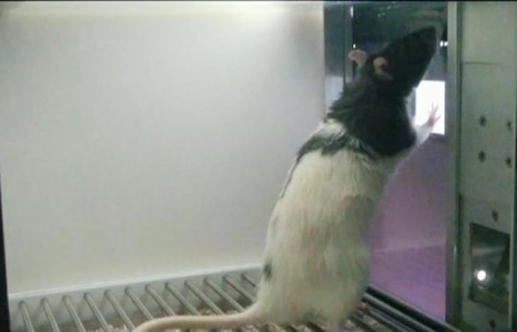 Image shows a rat.
