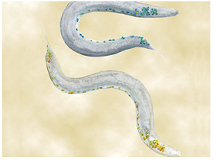 Image shows 2 worms.