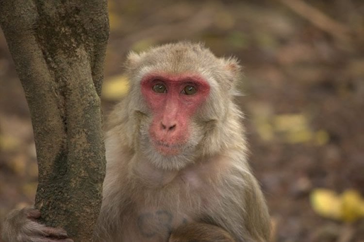 Image shows a rhesus macaque monkey.