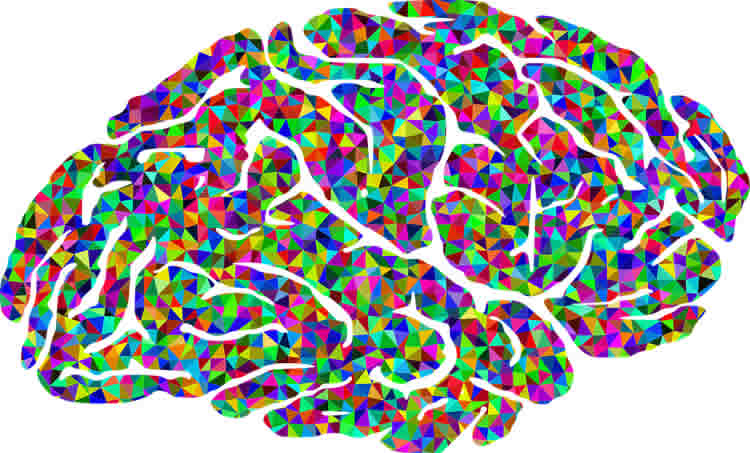 Image shows a multi colored brain.