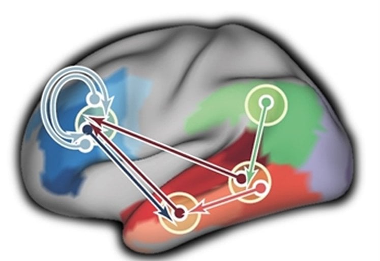 Image shows brain scans with the occipital cortex highlighted.