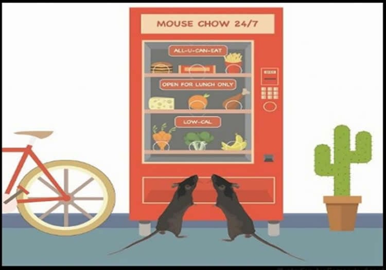 Image shows mice at a vending machine.