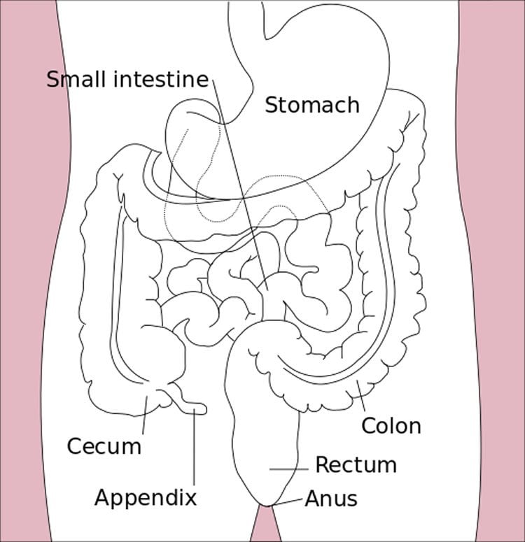Image shows a diagram of the GI tract.