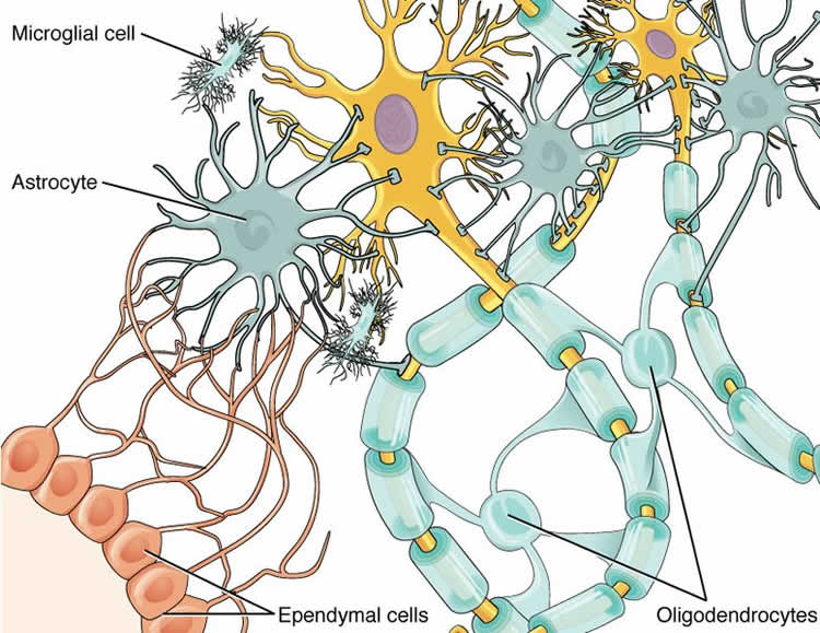 Image shows a diagram of a glial cell.
