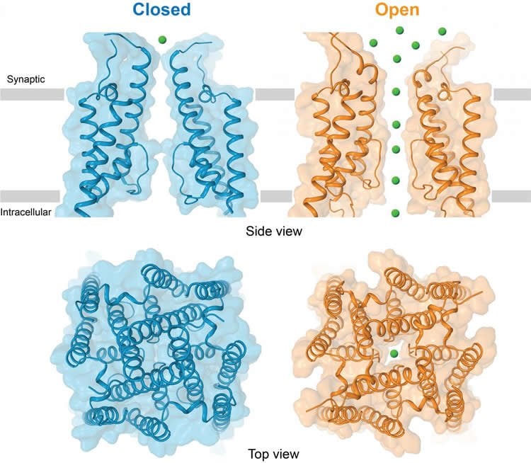 Image shows glutamate ion channels.