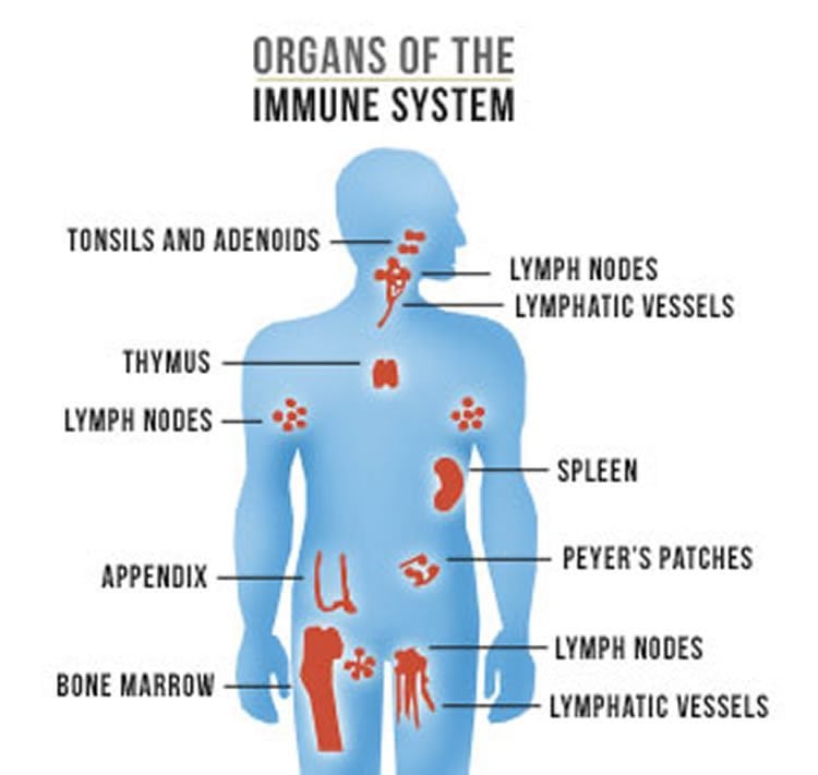 Image shows a diagram of the organs that make up the immune system.