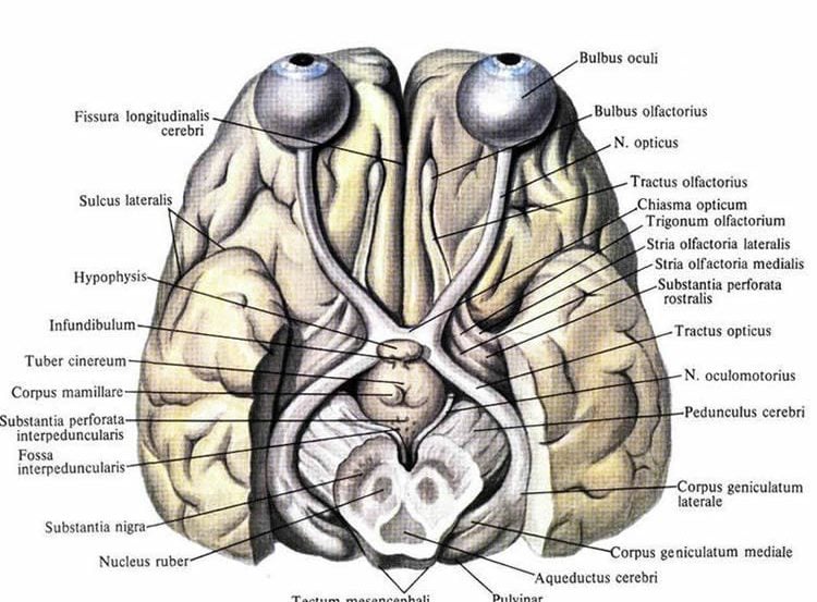 Image shows a diagram of the visual system in the brain.